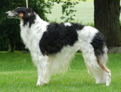 Profilbild des Tiers