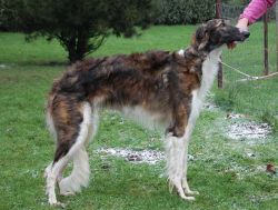 Profilbild des Tiers