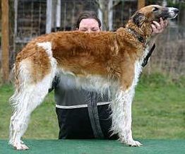 Profilbild des Tiers